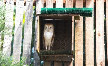 What Direction Should An Owl Box Face?