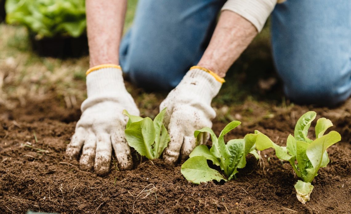 what-to-plant-in-hugelkultur-bed