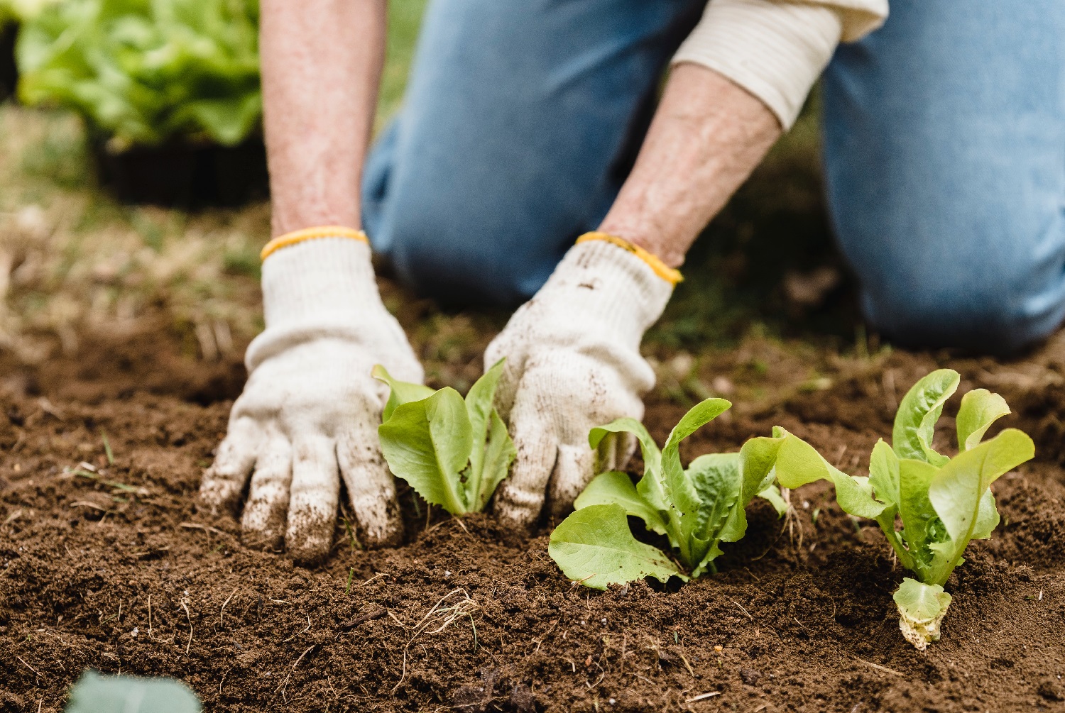 What To Plant In Your Hugelkultur Bed: 13 Ideal Choices