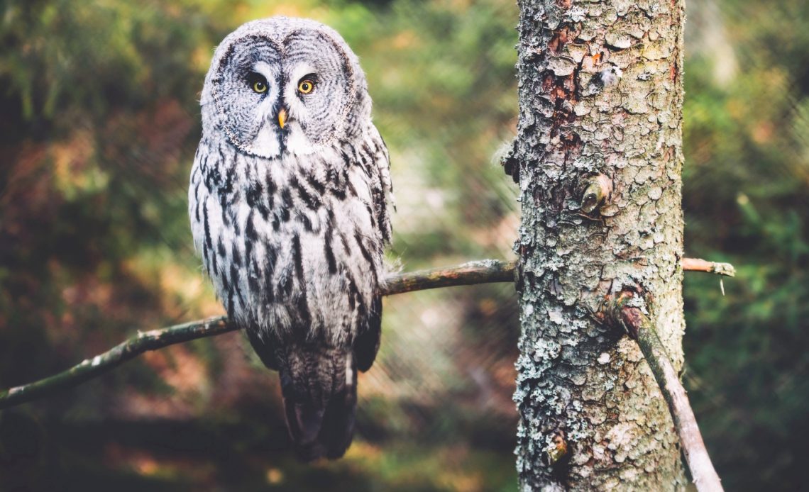 when-is-the-best-time-to-put-up-an-owl-box