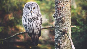 When Is The Best Time To Put Up An Owl Box?