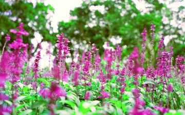 When To Cut Back Salvias For Winter