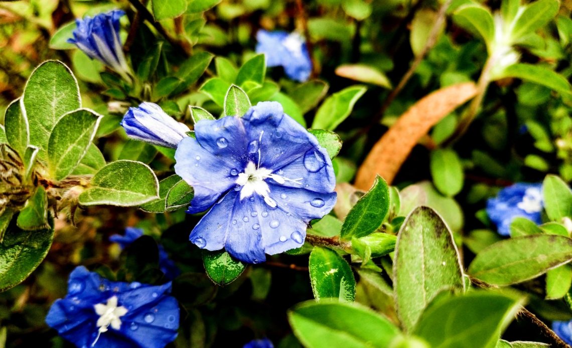 when-to-transplant-morning-glory-seedlings