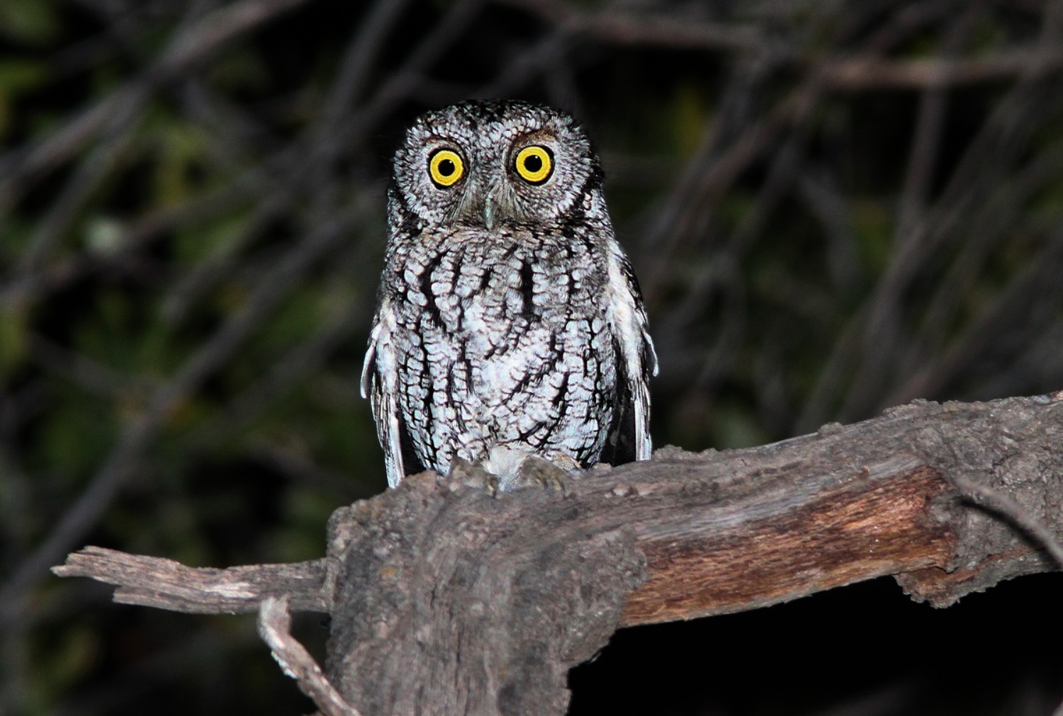 Do Owls Mate For Life? (Some Do & Some Don't!)