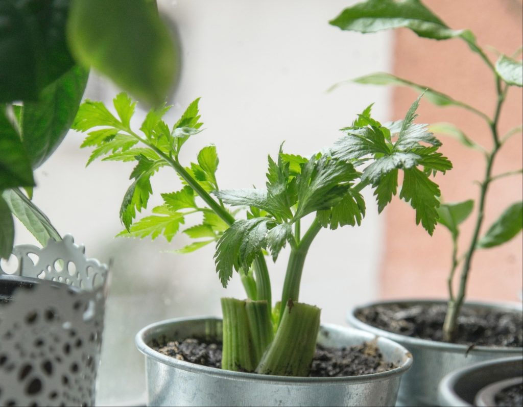 winter-vegetables-to-grow-in-pots