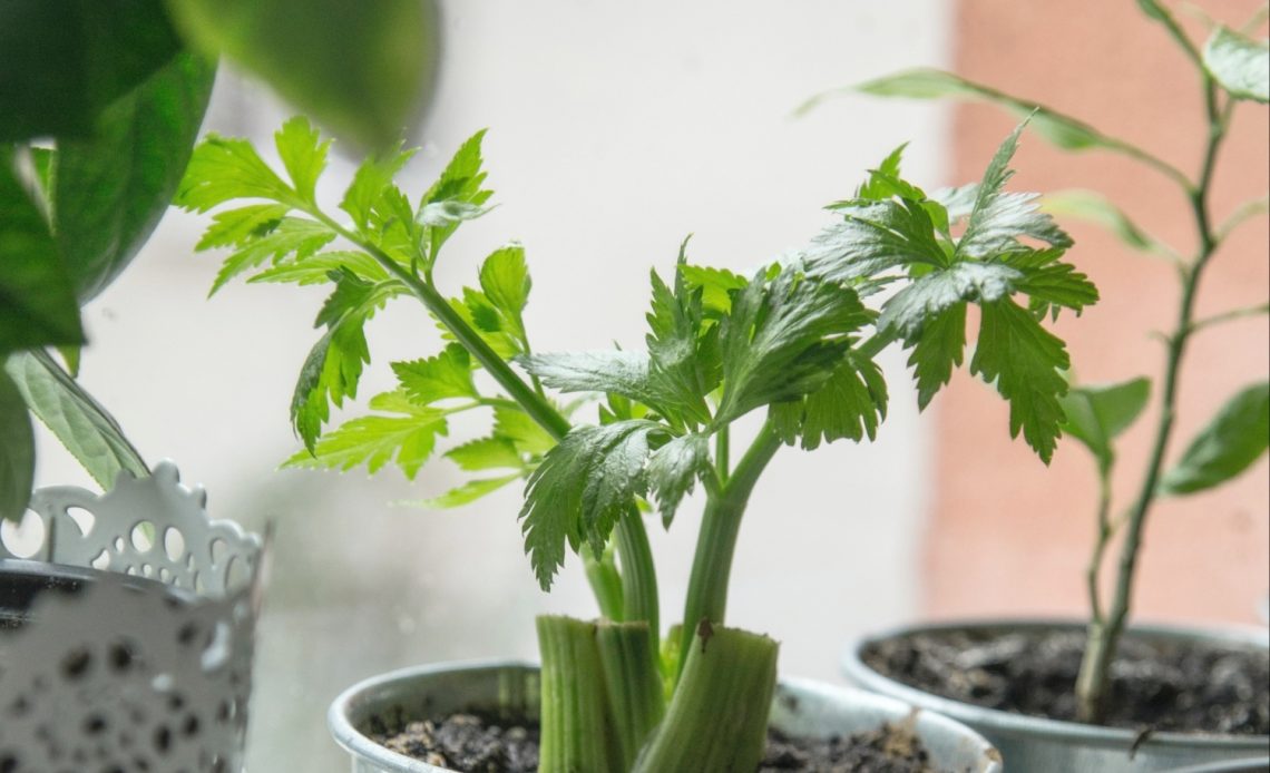 9 Best Winter Vegetables To Grow In Pots