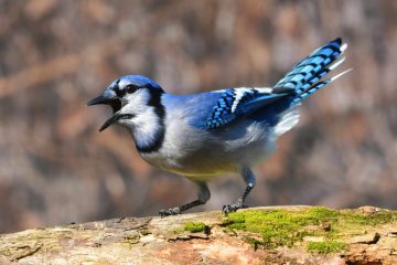13 Aggressive Birds To Watch Out For In Your Backyard