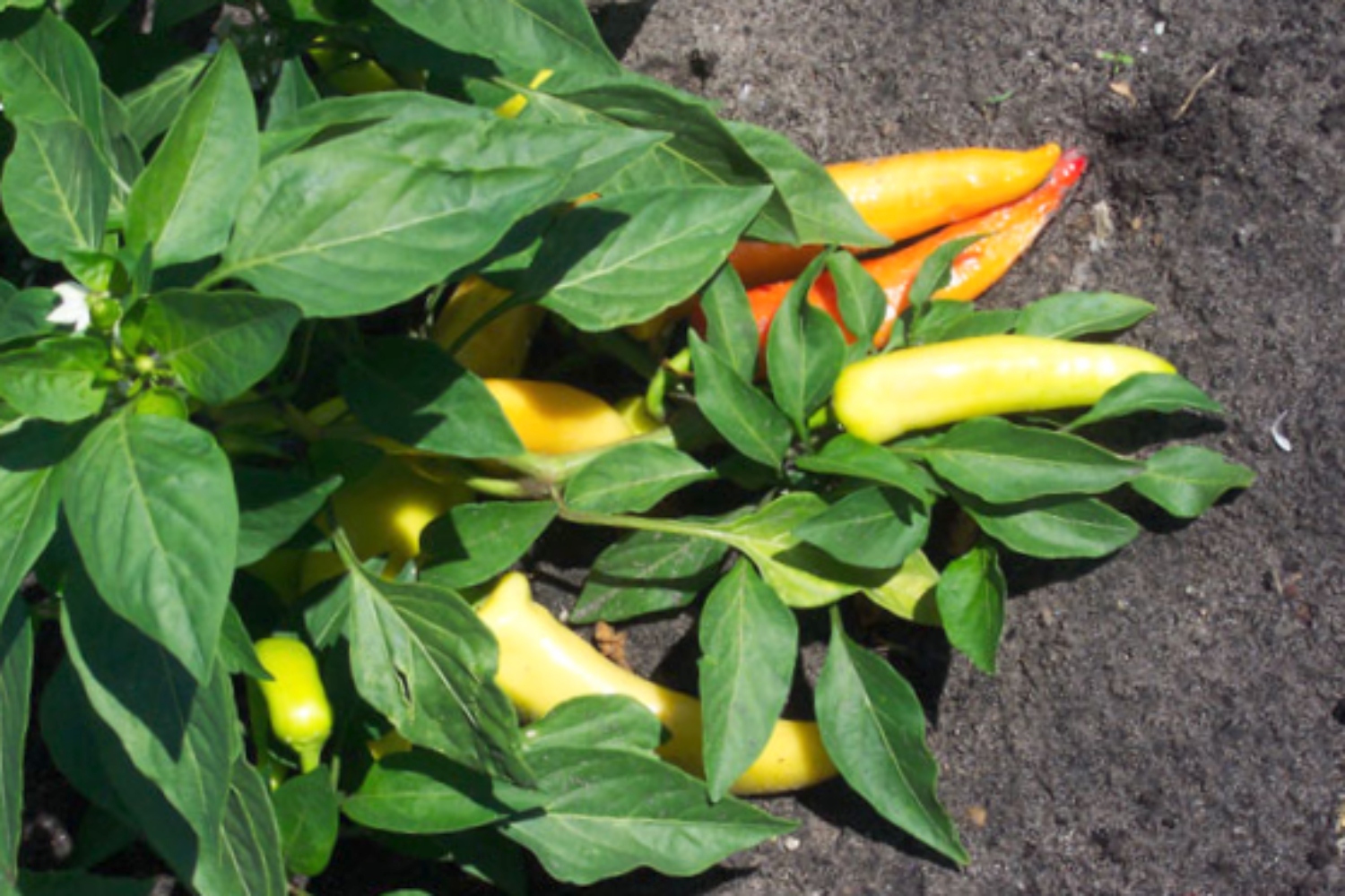 When To Pick Banana Peppers Sooner Than You Think   Banana Peppers Ripening 102522 