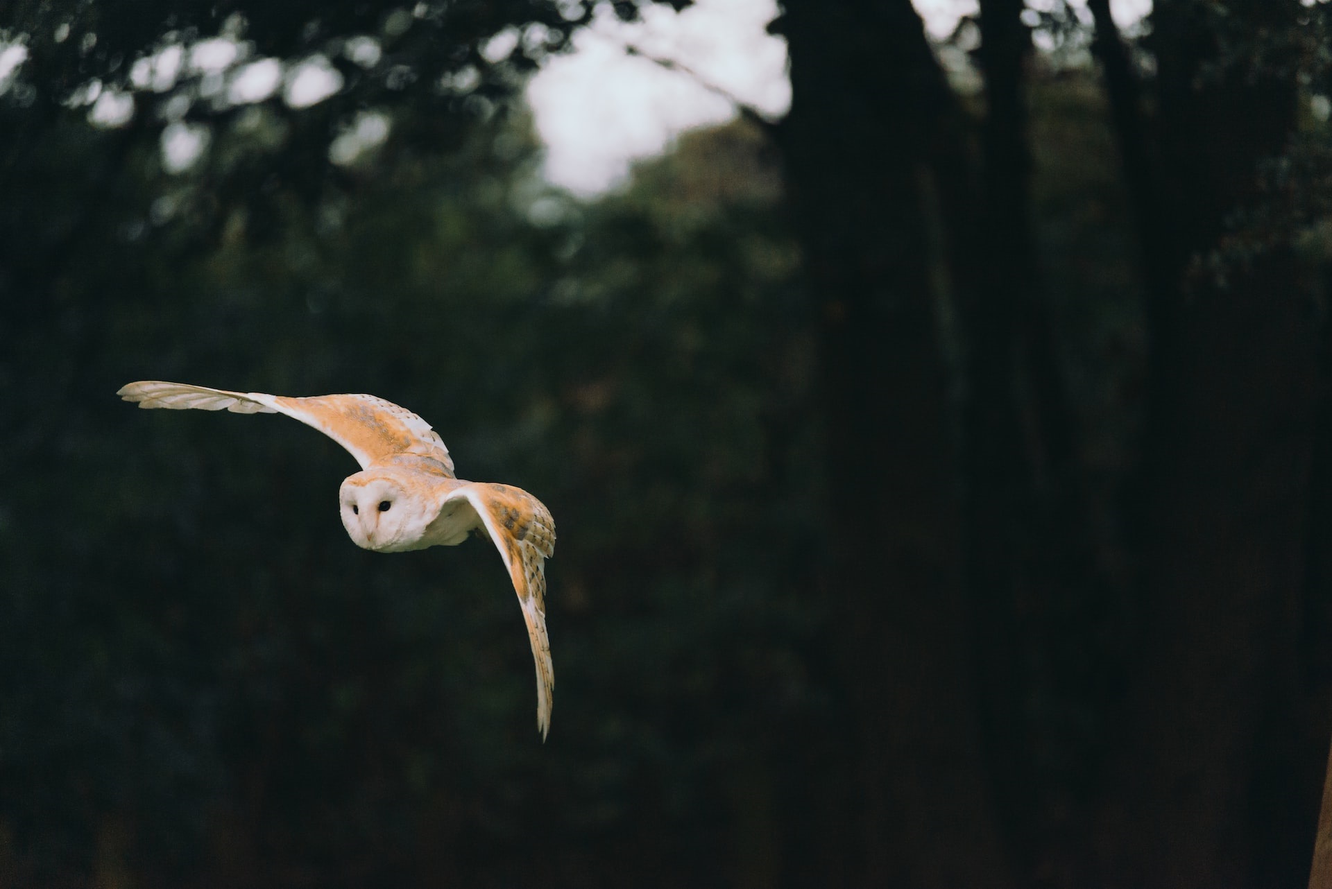 Do Owls Attack Humans   Barn Owl Flying 100422 