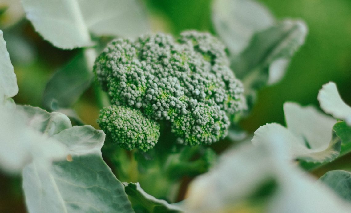 black-spots-on-broccoli