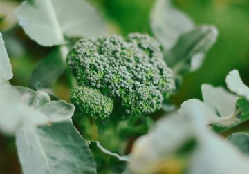 What Causes Black Spots On Broccoli? Is It Safe To Eat?