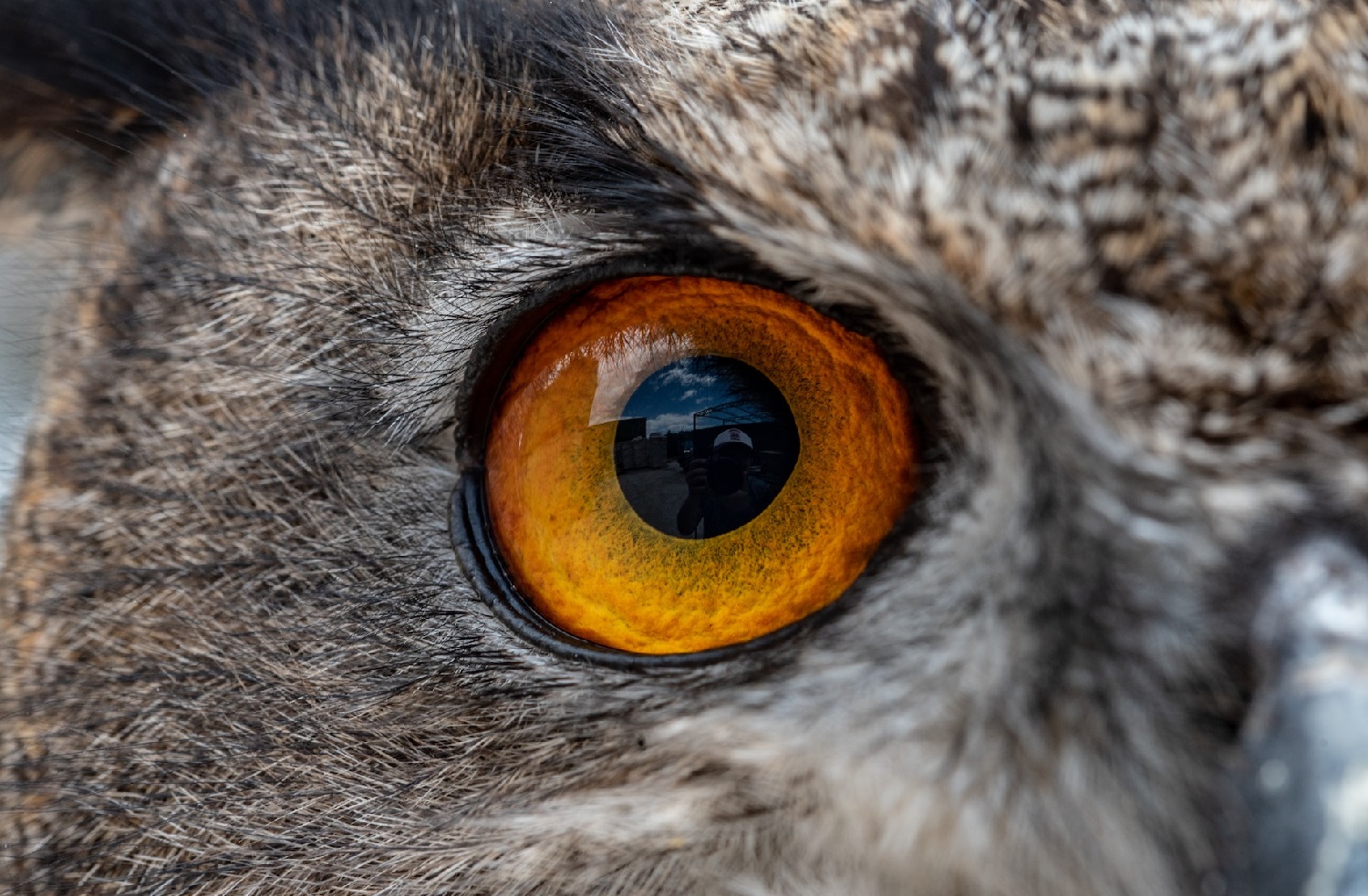 do owls have eyeballs