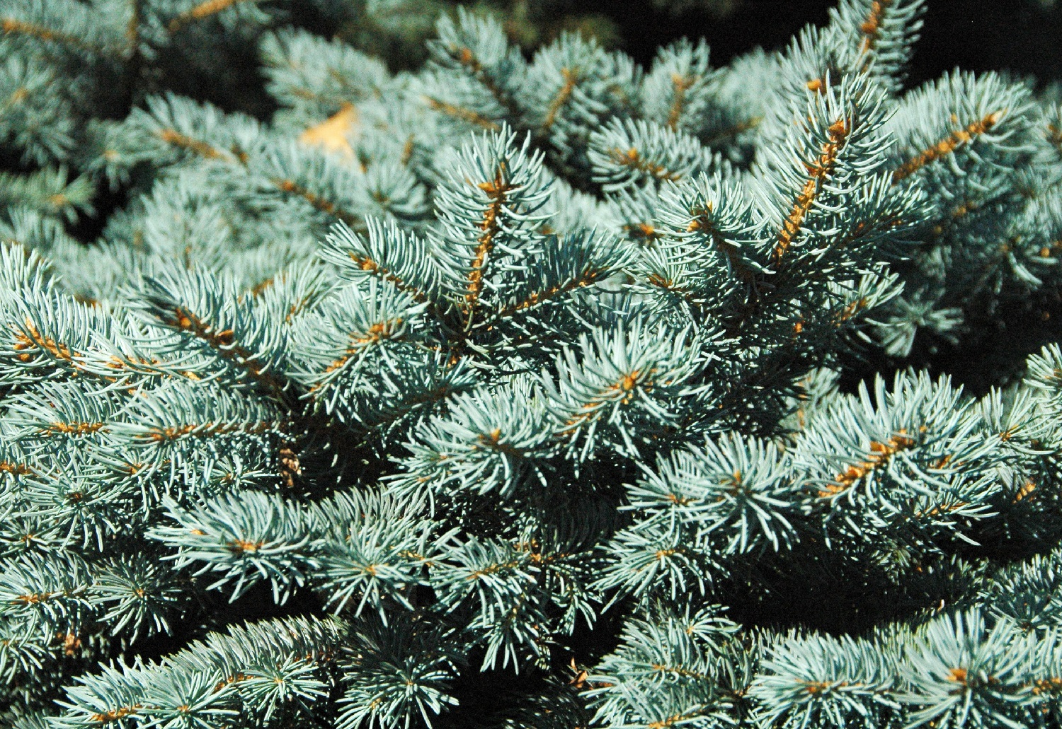 5 Potted Trees That Survive Winter