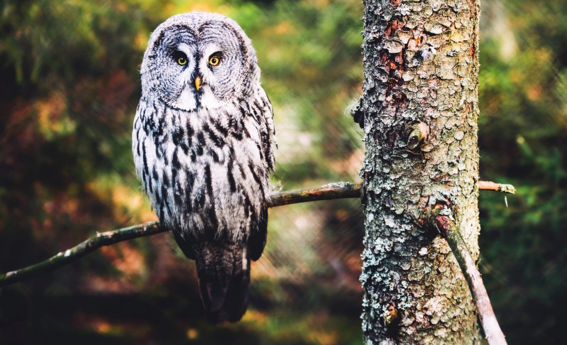 do-owls-come-out-during-the-day