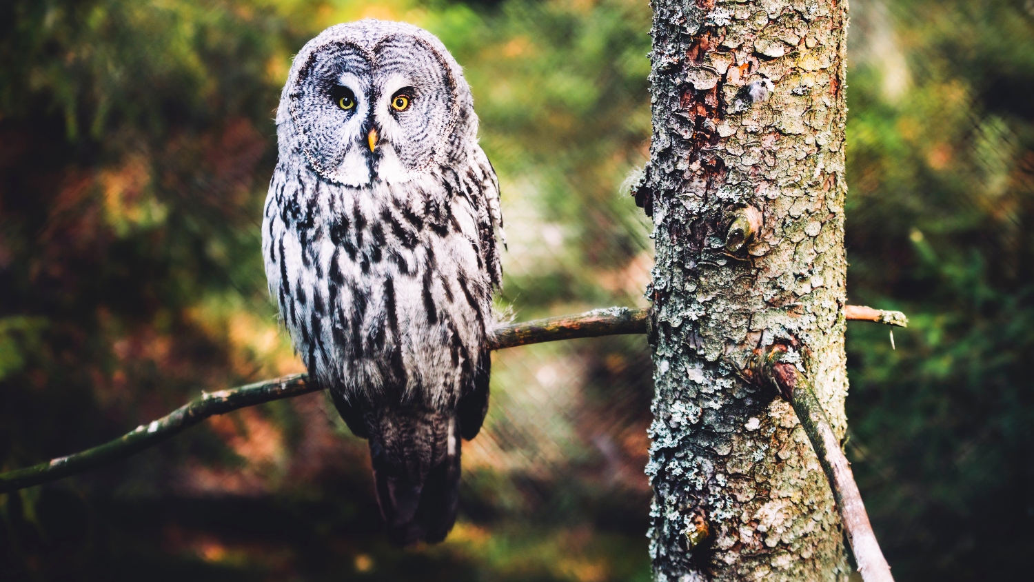 do-owls-come-out-during-the-day