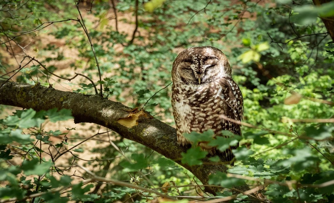 do-owls-hibernate
