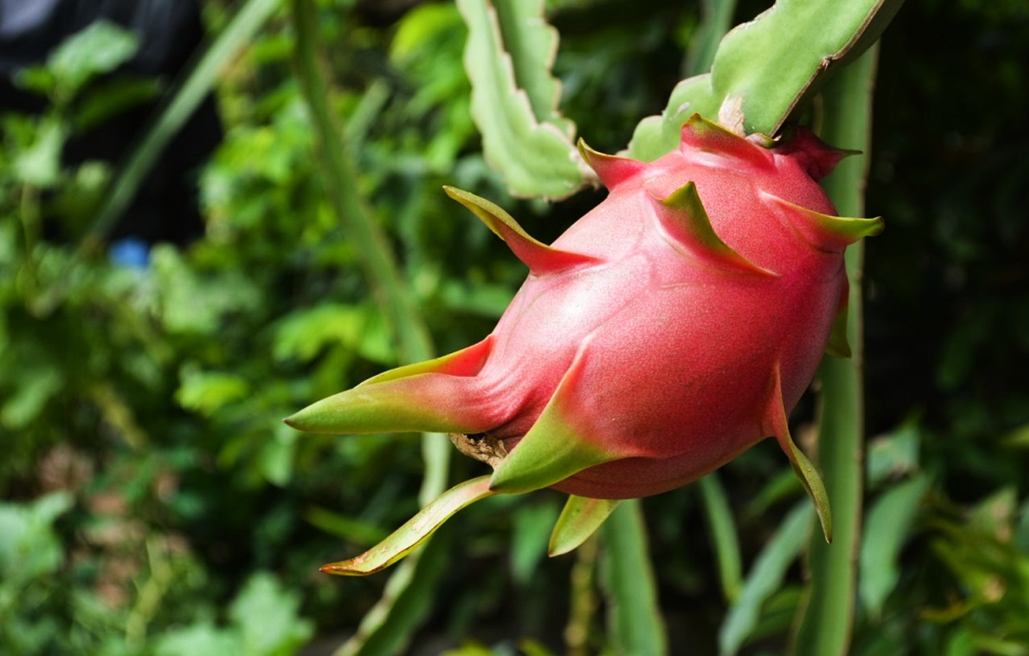 How To Build A Dragon Fruit Trellis