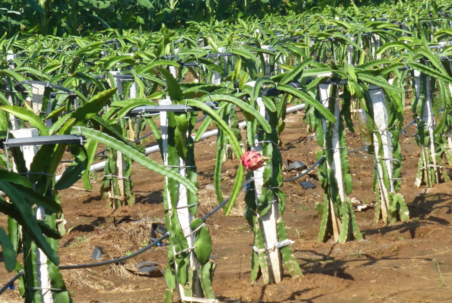 How To Build A Dragon Fruit Trellis