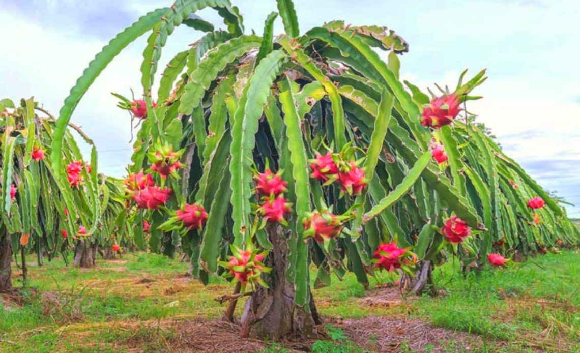 Dragon Fruit Soil Requirements