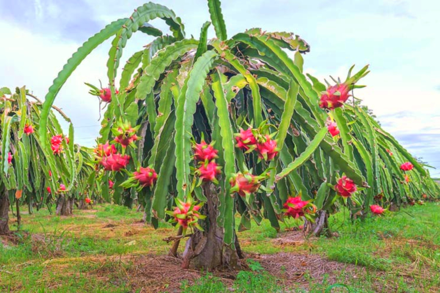 Dragon Fruit Soil Requirements