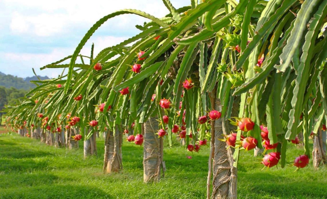 dragon-fruit-trellis