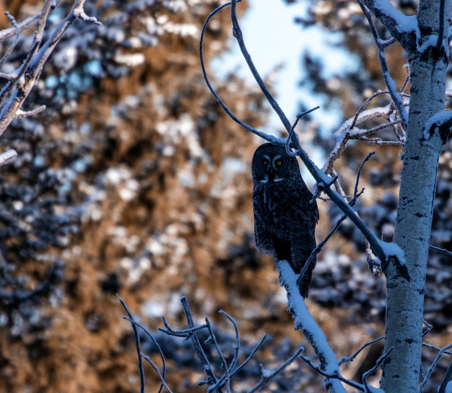 Do owls hibernate 