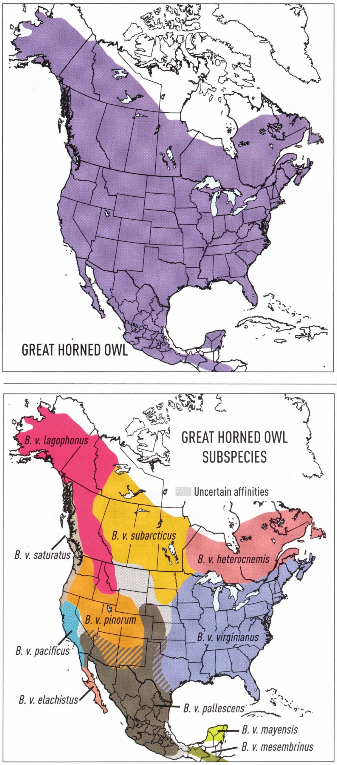 great-horned-owl-map