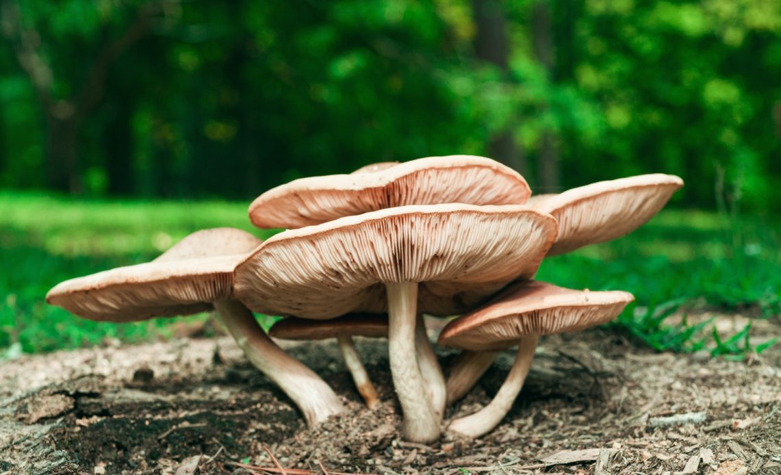 how-to-get-rid-of-mushrooms-in-your-yard