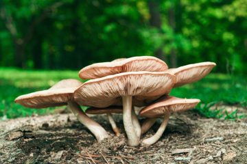How To Get Rid Of Mushrooms In Your Yard