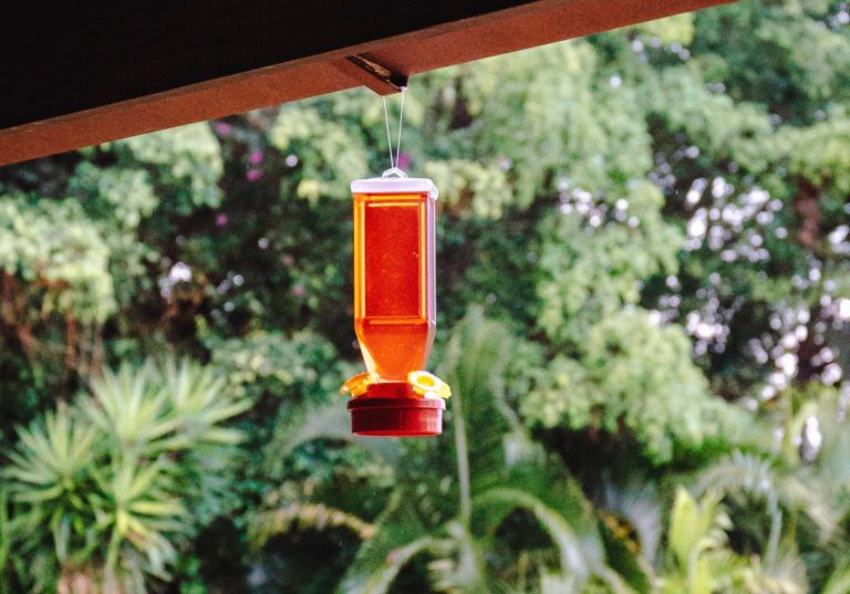 DIY Hummingbird Food Recipe Without Boiling Water