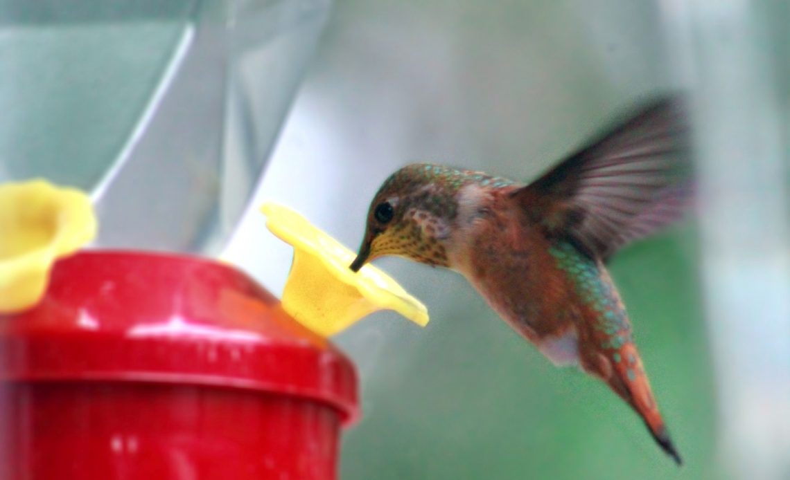 hummingbird-food-recipe-without-boiling