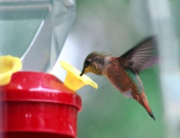 DIY Hummingbird Food Recipe Without Boiling Water