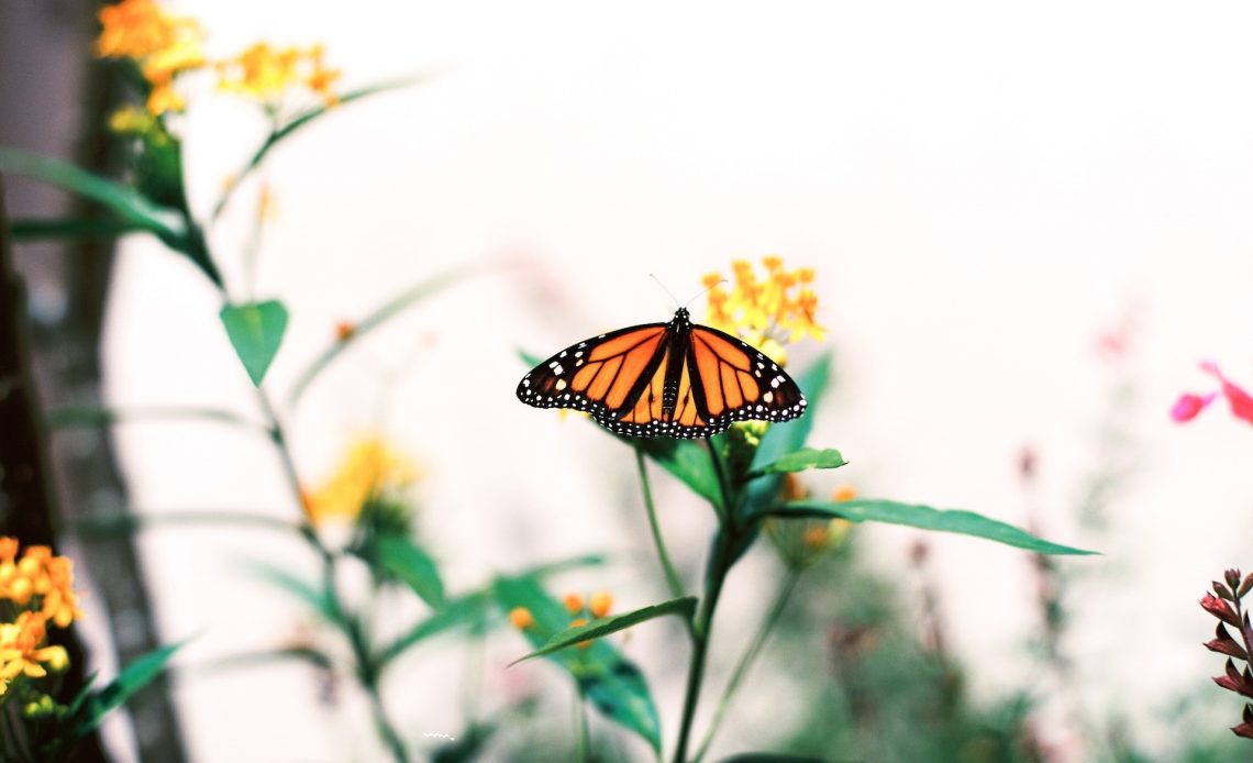 native-pollinator-plants