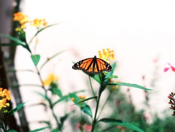 The Importance Of Growing Native Pollinator Plants In Your Garden