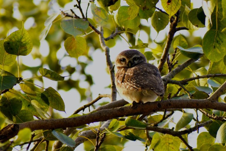 do-owls-come-out-during-the-day