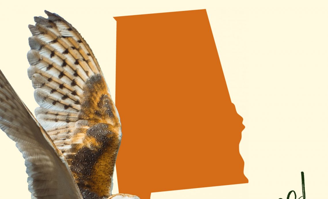 All 7 Owls in Alabama [With Sounds & Pictures]