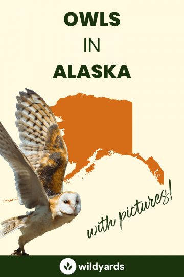10 Owls in Alaska [With Sounds & Pictures]