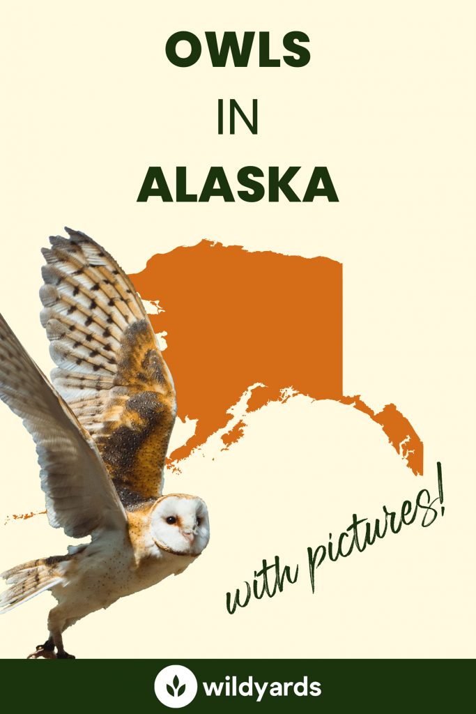 owls-in-alaska