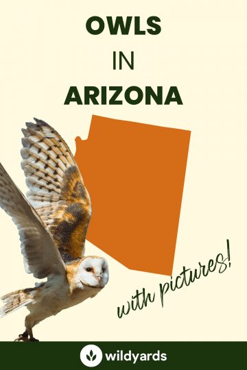 13 Owls in Arizona [With Sounds & Pictures]