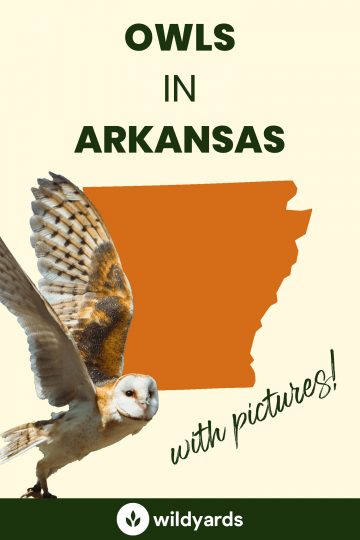 7 Owls in Arkansas [With Sounds & Pictures]