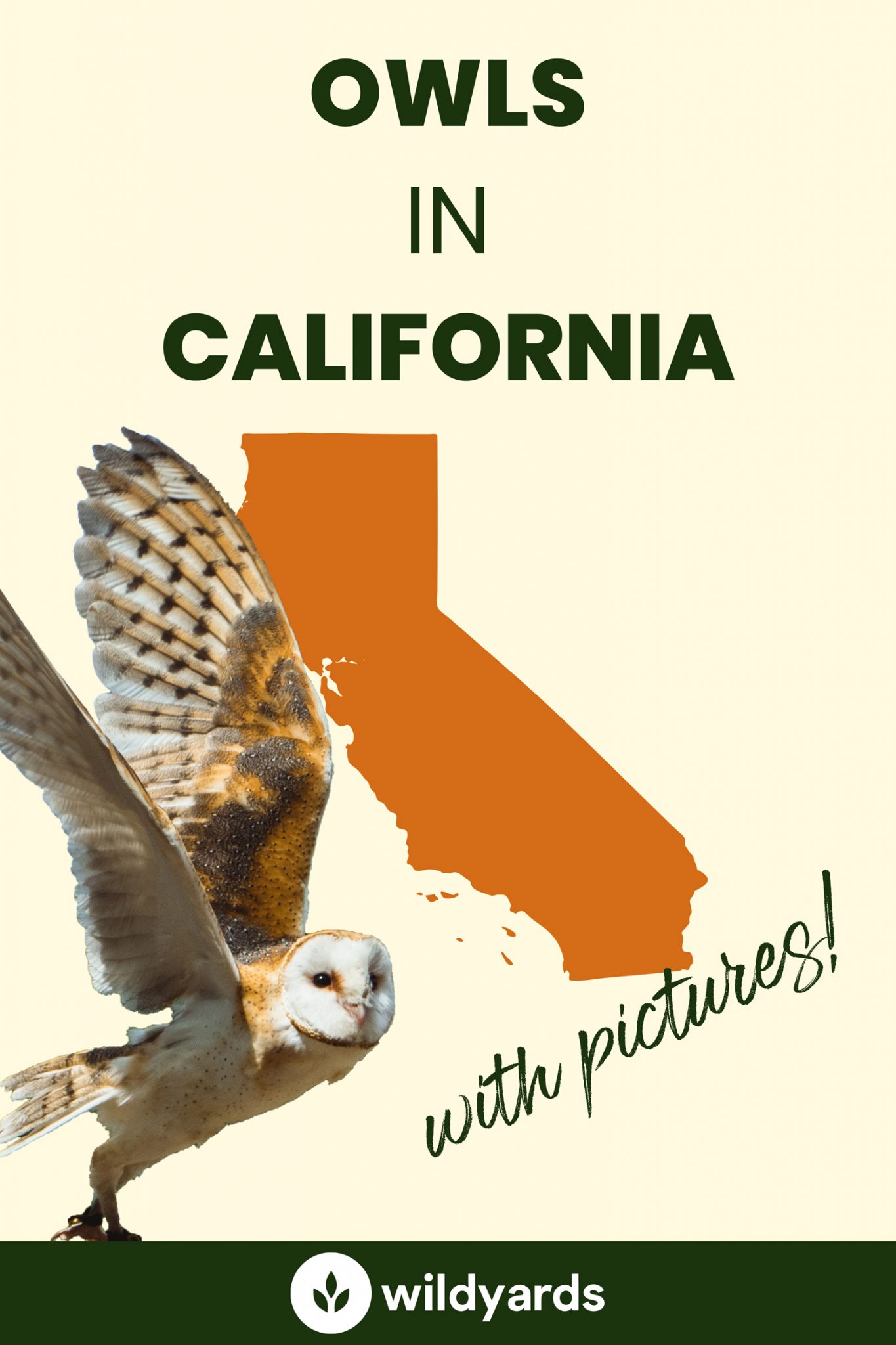 All 12 Owls in California [With Sounds & Pictures]