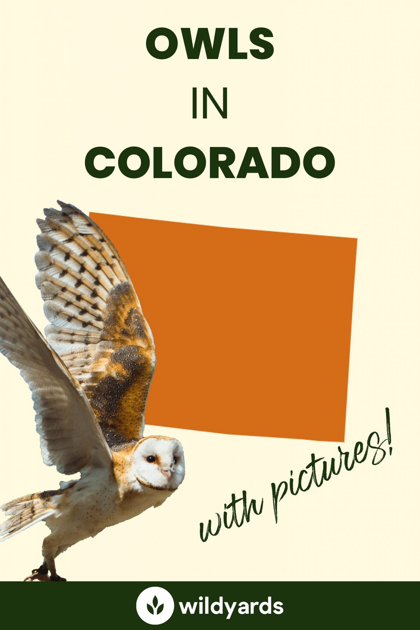 All 13 Owls in Colorado [With Sounds & Pictures]