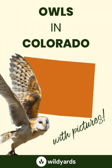 13 Owls in Colorado [With Sounds & Pictures]