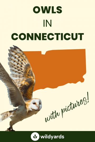 9 Owls in Connecticut [With Sounds & Pictures]
