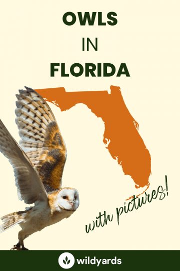 7 Owls in Florida [With Sounds & Pictures]