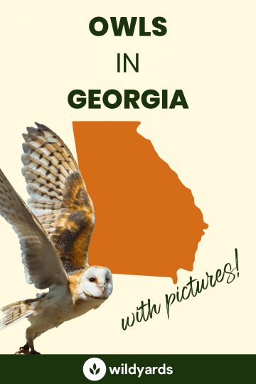 7 Owls in Georgia [With Sounds & Pictures]