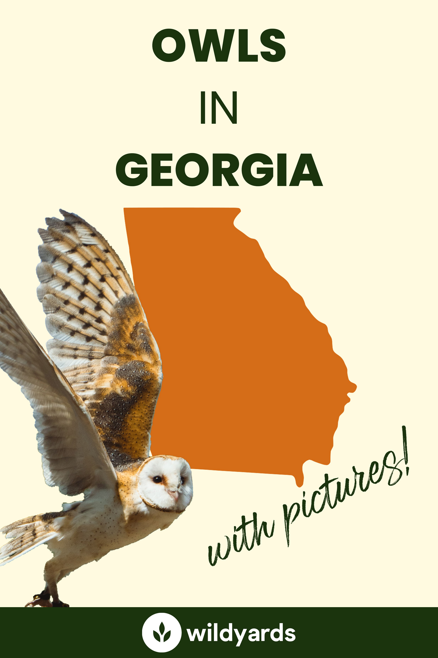 All 7 Owls in Georgia [With Sounds  Pictures]