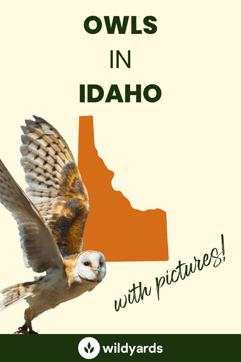 All 14 Owls in Idaho [With Sounds & Pictures]