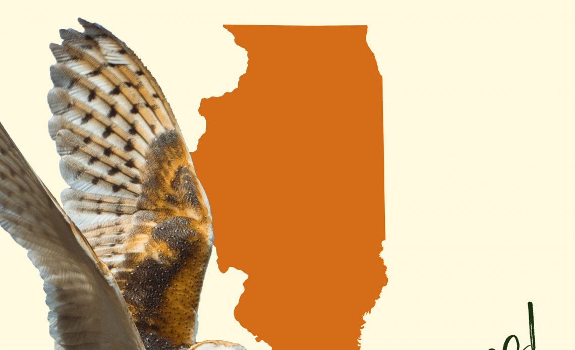 All 9 Owls in Illinois [With Sounds & Pictures]