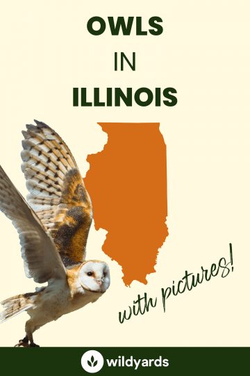 9 Owls in Illinois [With Sounds & Pictures]